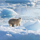 A Southeast Greenland polar bear on glacier, or freshwater, ice at 61 degrees north in September 2016.